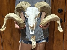 Huge ram skull for sale  Harper