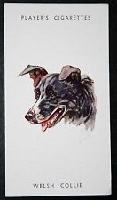Welsh collie vintage for sale  DERBY