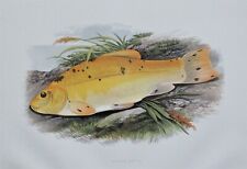 Golden tench houghton for sale  SHREWSBURY
