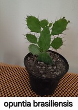 Cactus succulente usato  Lentini