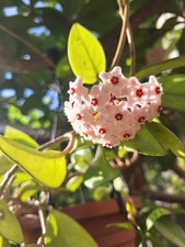 Pianta hoya carnosa usato  Lunamatrona