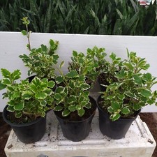 Piante incenso variegato usato  Manduria