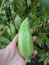 Bolivian giant achocha for sale  ABERYSTWYTH