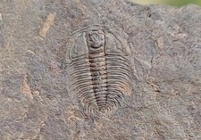 Trilobit changaspis kambrium gebraucht kaufen  Gifhorn