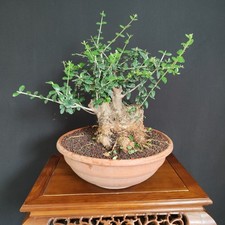 Pre bonsai olivastro usato  San Pancrazio Salentino