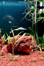Large aquarium lava for sale  BEDFORD