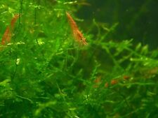 Culls red cherry for sale  Chicago