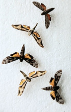 Hawk moth collection for sale  SLEAFORD