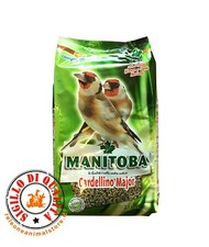 Manitoba cardellino major usato  Fasano