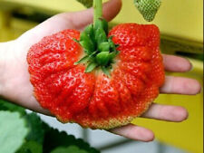 Fragola gigante palma usato  Trappeto