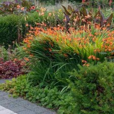 Pick crocosmia bulbs for sale  Hayden