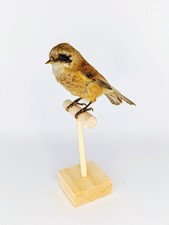 Taxidermy cabinet curiosites usato  Roma