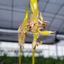 Bulbophyllum schinzianum rare for sale  Apopka