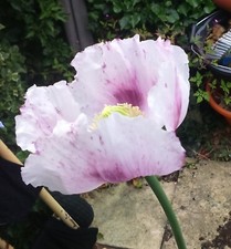 artificial red poppies for sale artificial red poppies for sale UK