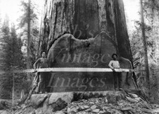 Vintage redwood sequoia for sale  Theresa