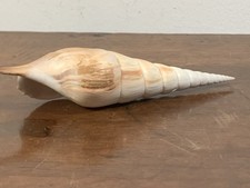 Conchiglia tibia fisus usato  Parma