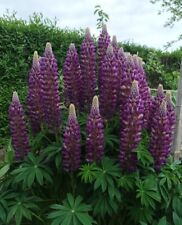 Staudenlupine lila lupine gebraucht kaufen  Sollstedt