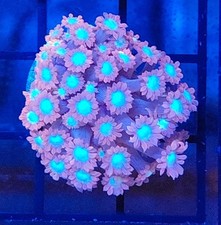 Pink goniopora coral for sale  Placentia