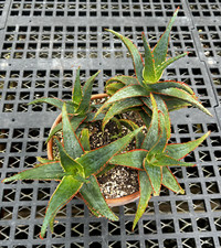Aloe dracula blood for sale  Redwood City