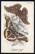 Antique print philosamia d'occasion  Expédié en Belgium