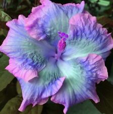 Blue pink purple for sale  Ravensdale