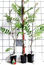 Sorbus discolor scharlach gebraucht kaufen  Bad Bergzabern