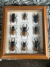 Vintage taxidermy real for sale  Mountain View