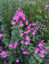 Salvia flowerchild 9cm for sale  BECCLES
