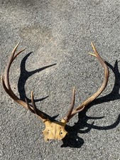 Antique red deer for sale  Phoenix
