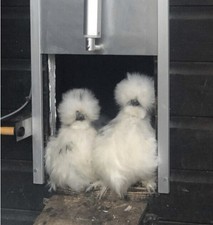 Mixed colours silkie for sale  GLOUCESTER