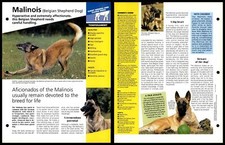 Malinois belgian shepherd for sale  SLEAFORD