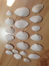 Weisse muscheln meeresmuscheln gebraucht kaufen  Werneuchen