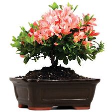 Azalea bonsai tree for sale  Marietta