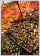 D306120 kyoto fall for sale  WARLINGHAM