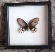 Schmetterling papilio horishan gebraucht kaufen  Seckach