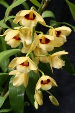 Den. gatton sunray for sale  Linwood