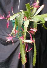 Epiphyllum orchid cactus for sale  Fremont