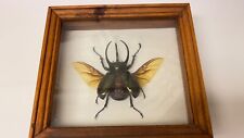 Taxidermy black rhinoceros for sale  Cedar Rapids