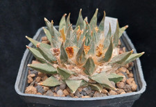 Ariocarpus trigonus var gebraucht kaufen  Schwarmstedt