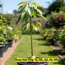 Bacon avocado tree for sale  Vero Beach