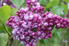 Purple lilac. syringa for sale  MOELFRE