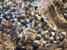 Panda king isopods for sale  Avery