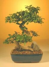 Ligustrum bonsai tree for sale  Patchogue