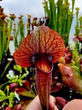 Giant catesbaei sarracenia for sale  BUDE