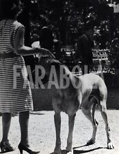Vintage animali milano usato  Roma