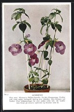Ansichtskarte achimenes blume gebraucht kaufen  Berlin