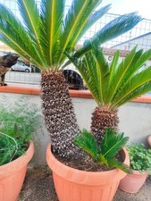 Pianta cycas revoluta usato  Italia