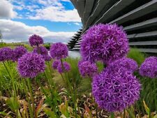 10x giant allium for sale  CRAWLEY