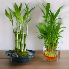 Lucky bamboo plant for sale  Sugar Land