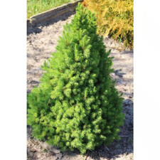 Spruce shrub tree for sale  Tacoma